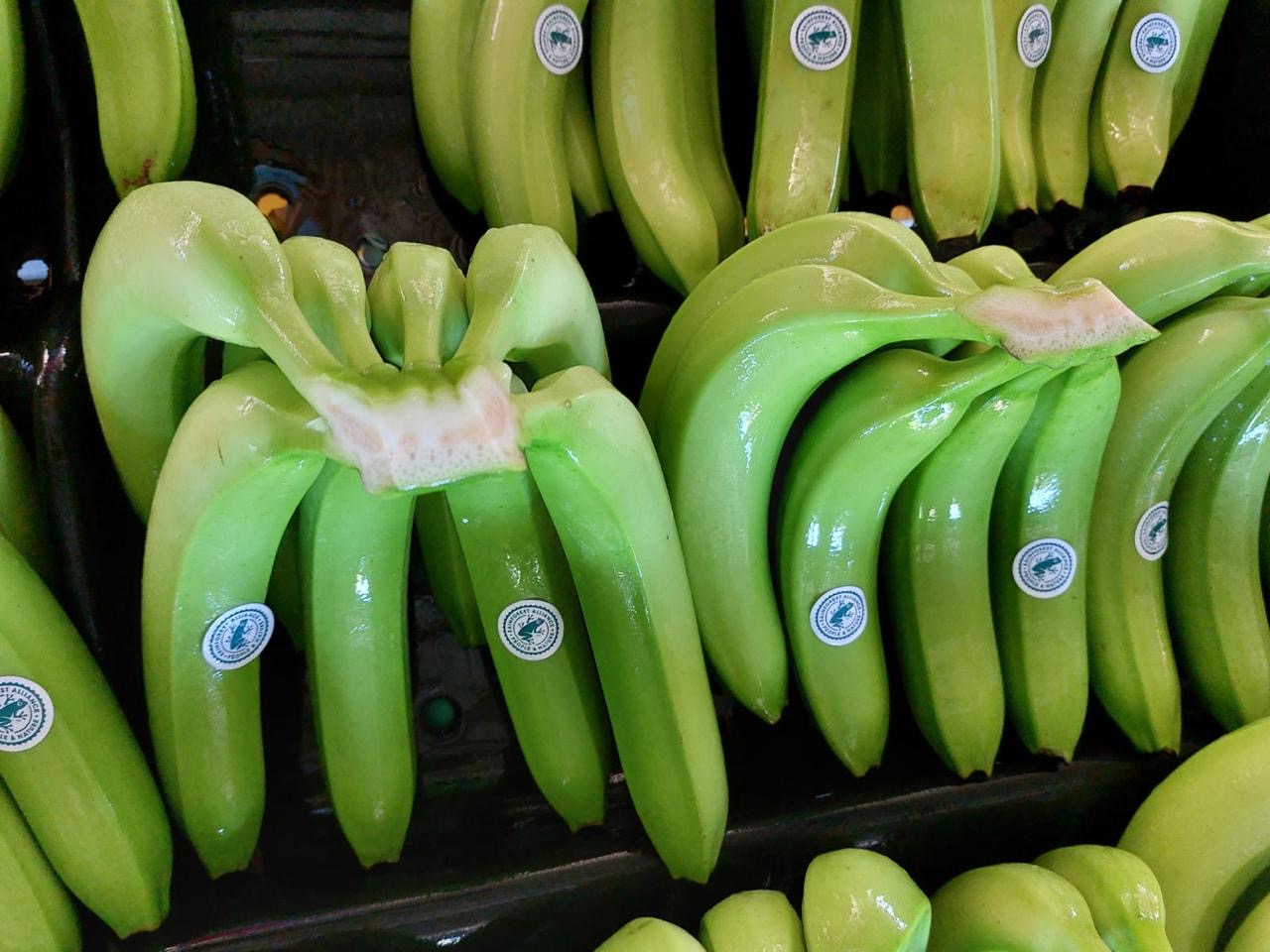 Banano certificado Rainforest Alliance · calidad export