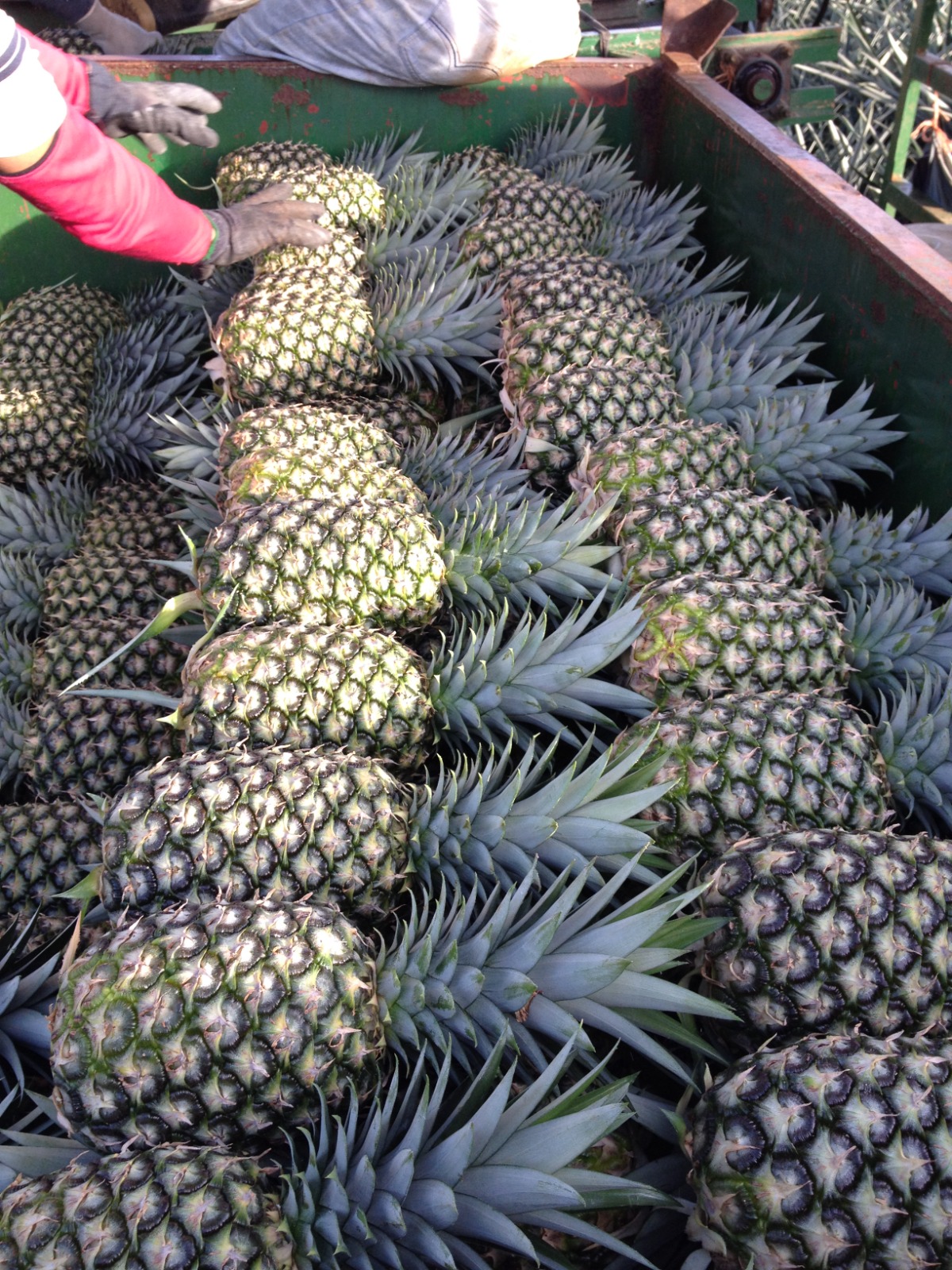 Cosecha de piña · carga en campo