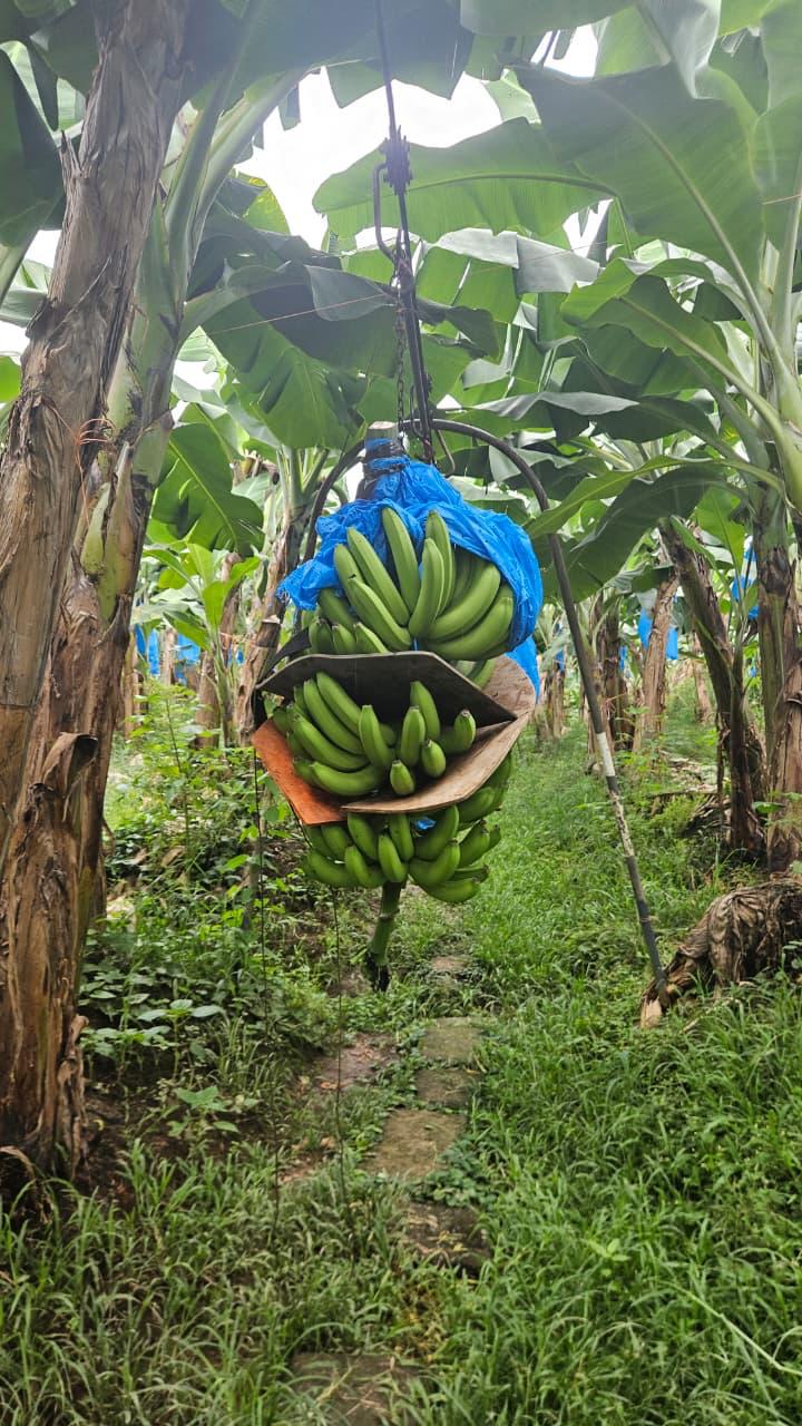 Racimo de banano en finca · manejo poscosecha