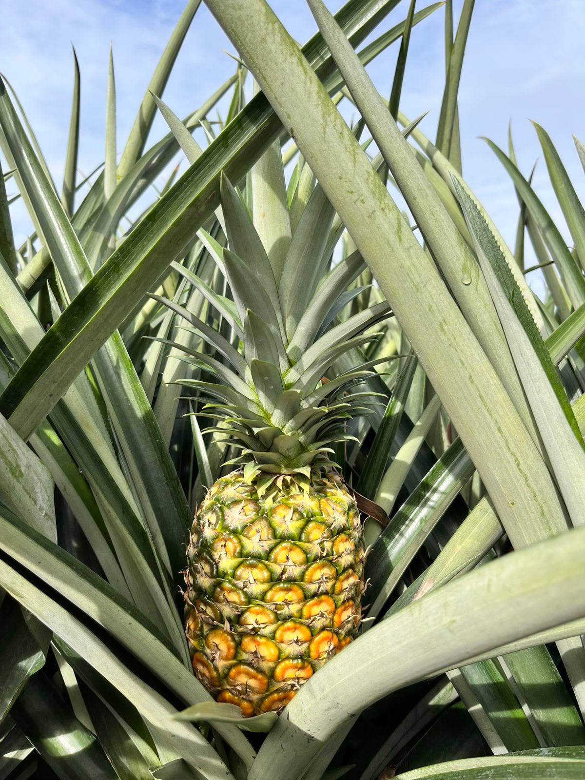 Piña MD-2 en campo · Zona Norte
