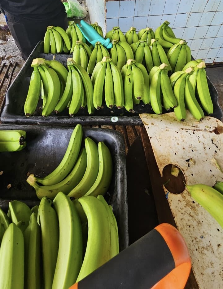 Selección de banano Cavendish