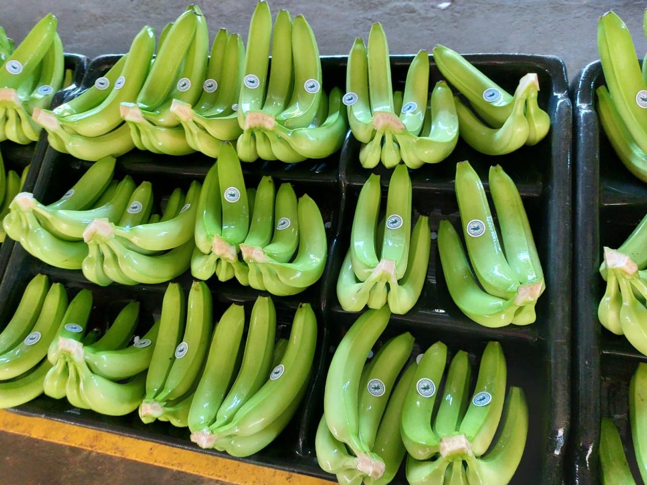Clusters de banano en bandejas · empaque