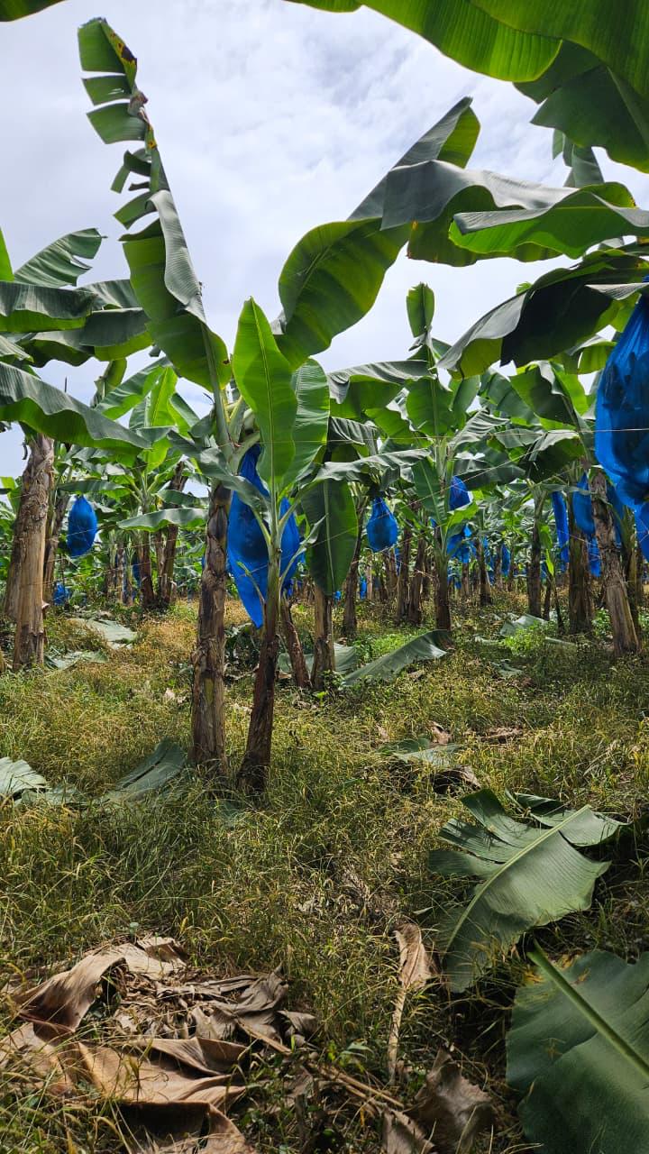 Plantación de banano · bolsa azul