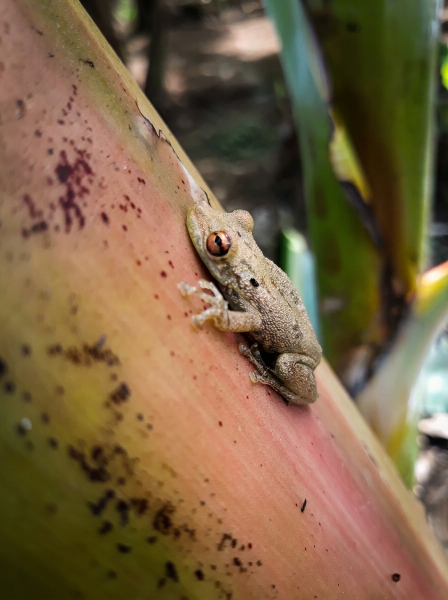 Manos de agrónomo inspeccionando piña
